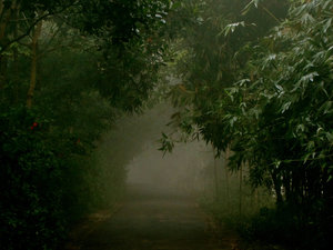 Road in the foggy morning