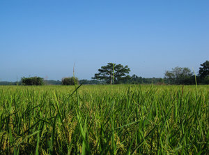 Landscape of country side