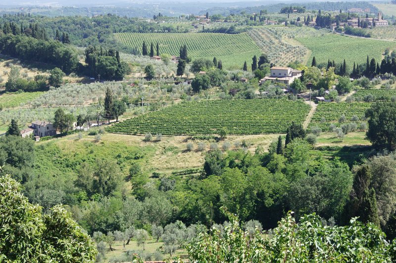 Olive Groves and vineyards, Tuscany