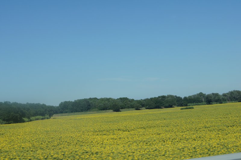 6.  Canola, as far as the eye could see