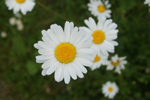 daisies,