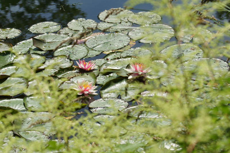 Waterlilies in bloom