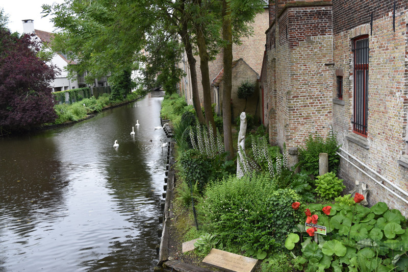 Bruges canal with swans