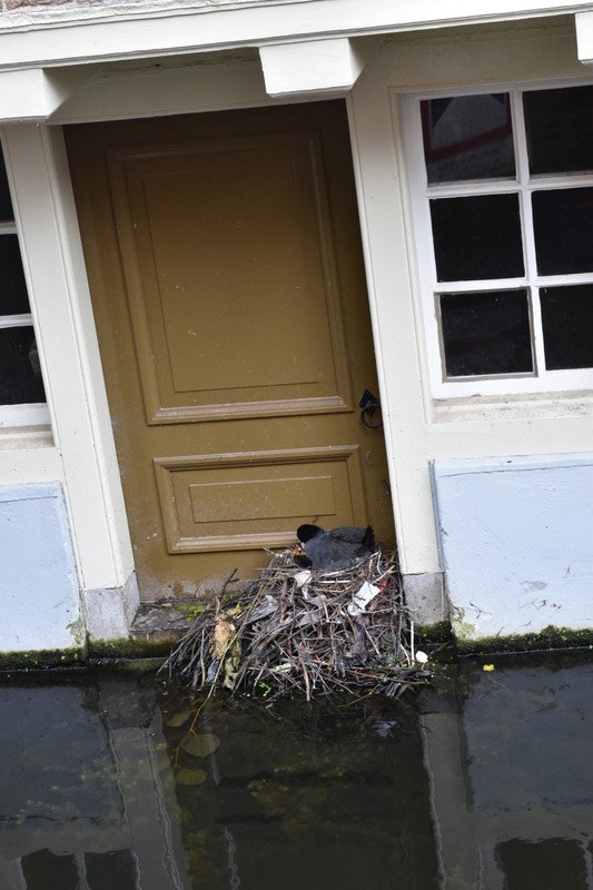 Bird on nest in canal, Delft city.  one egg hatched as we watched!