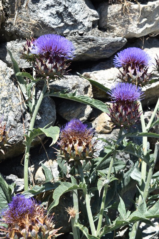 Artichokes growing by the side of the road.