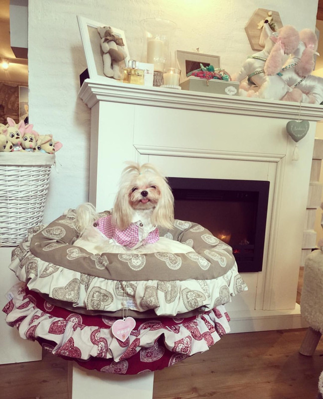 Prince and Princess Dog Fashion, Courmayeur!