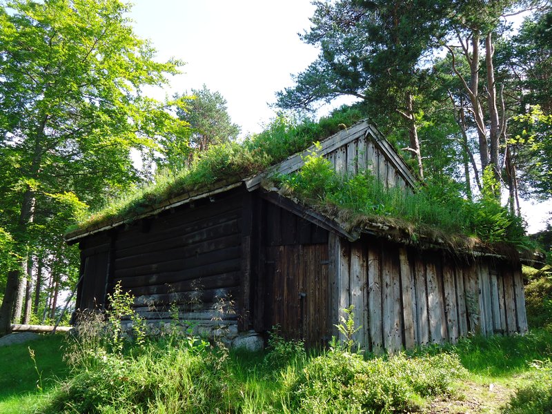 Grass Roof