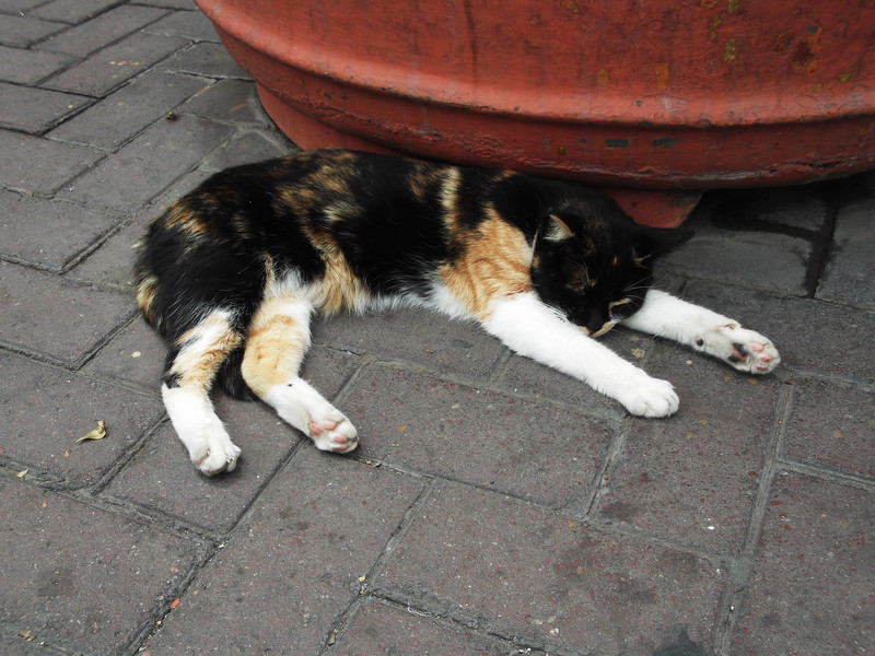 Feral cats were everywhere in Lima!