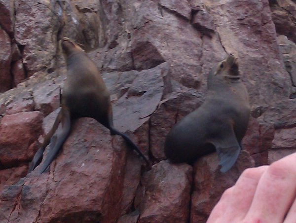Sea lions on the island
