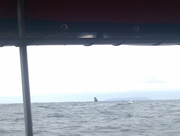 Attempted photo of Humpback Whales