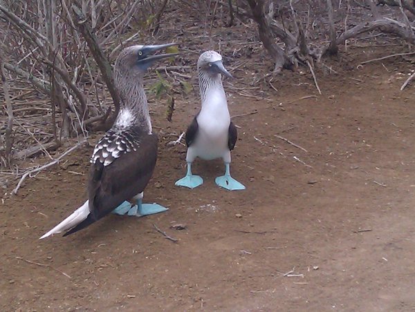 Blue-footed Boobies!!!