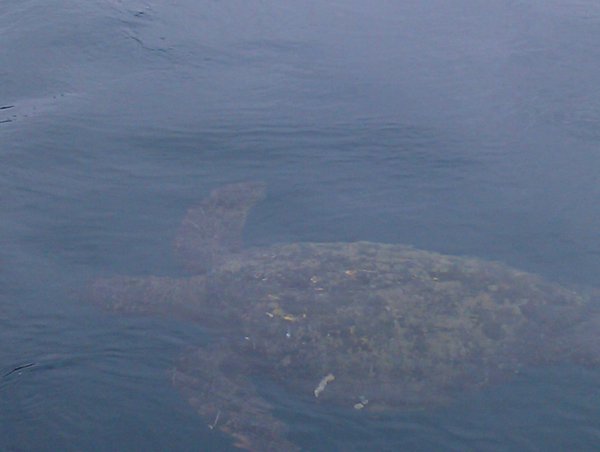 Sea turtles!!!