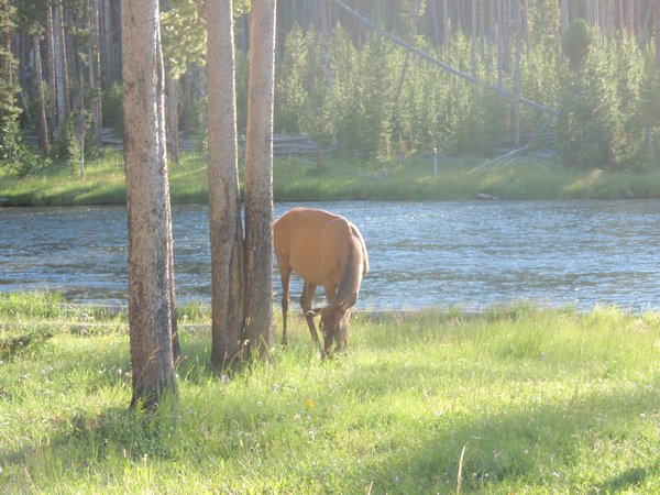 9-10 juli 2011 Yellowstone 139