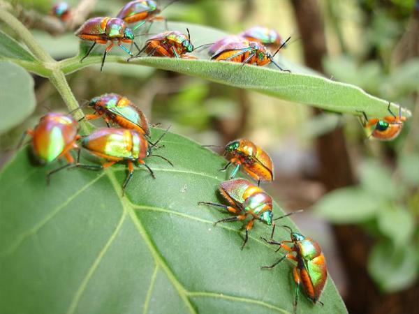 The mysterious rainbow bugs