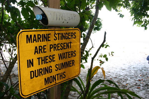 Marine stingers