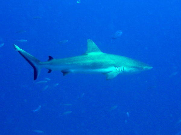 Circling reef shark