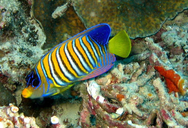 Electric colours on the reef