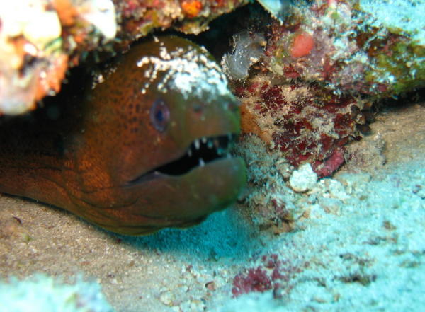Common Morray eel