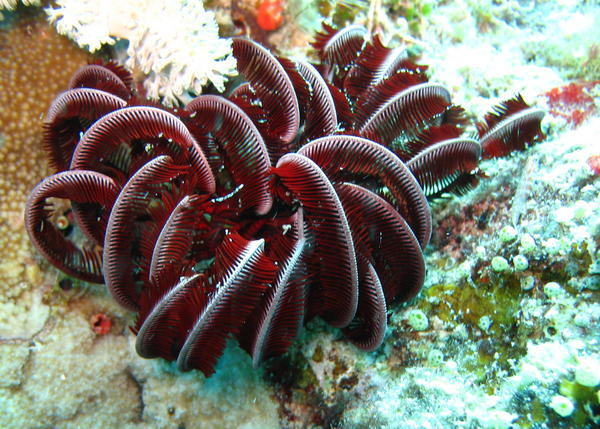 Burgundy coral