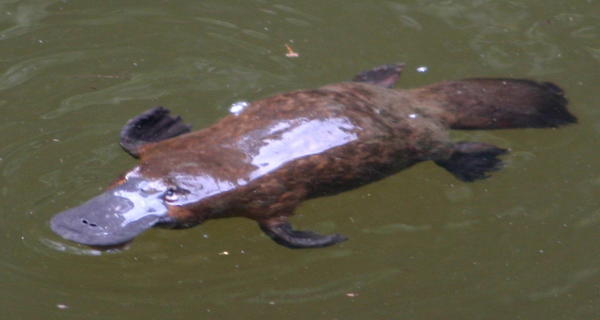 The duck-billed Platypus