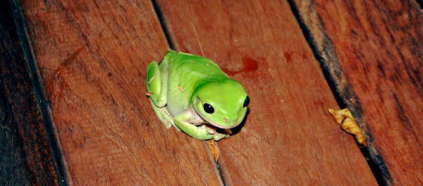 Frog on the verandah