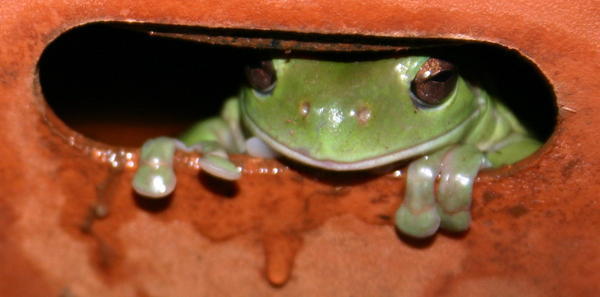 Peekaboo frog