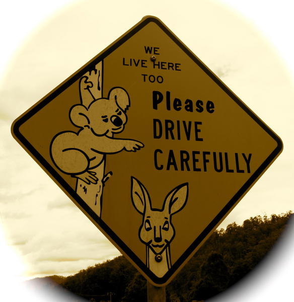 Wildlife Warning!