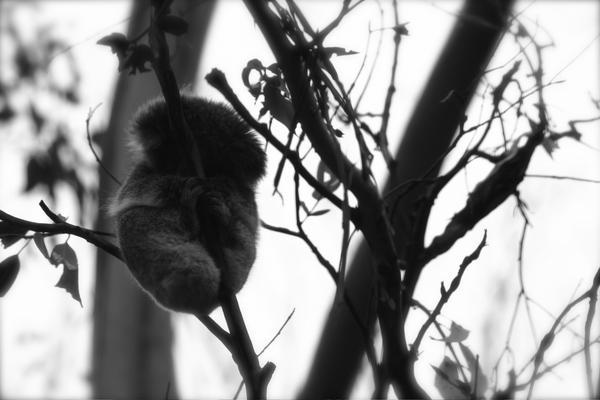 Baby koala 