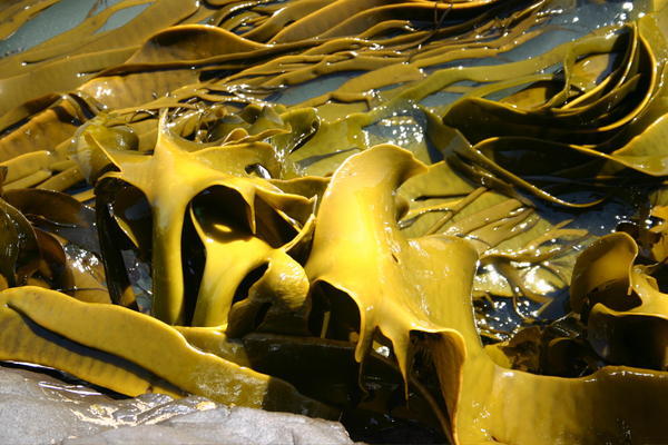 Seaweed tentacles