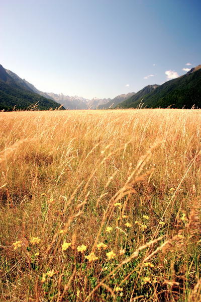 Golden field and mountains