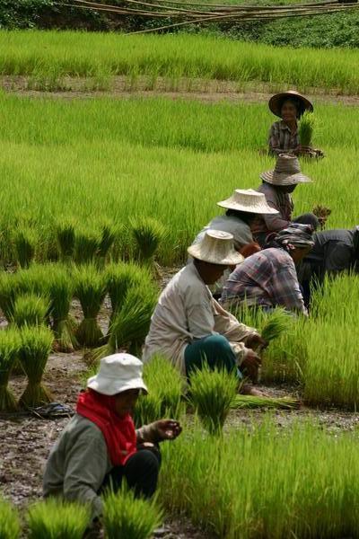 Rice Field Workers