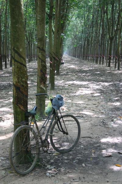 Rubber Plantation