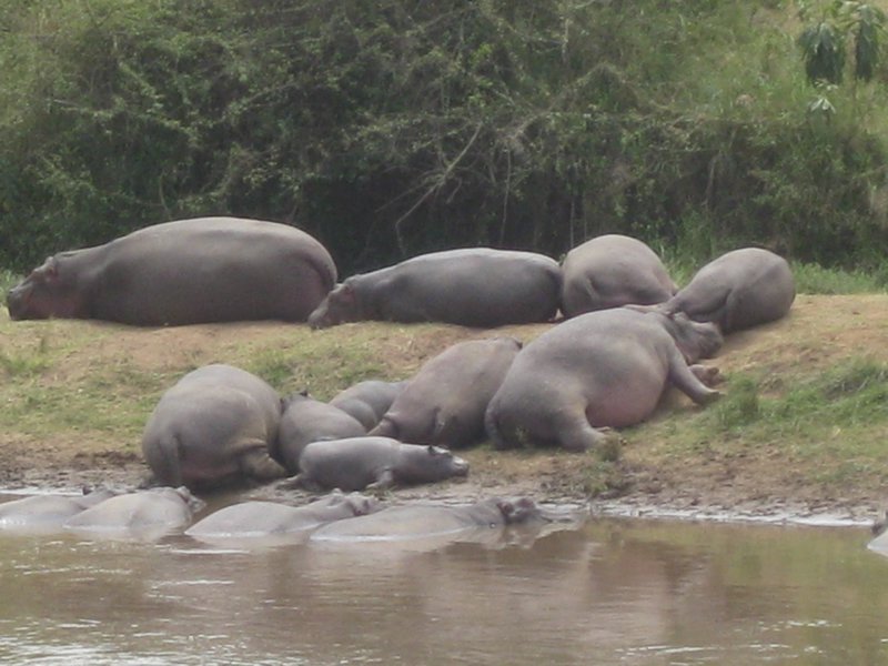 Masai Mara 143