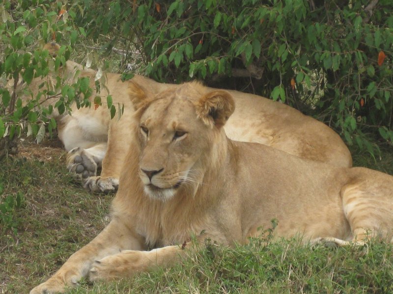 Masai Mara 155
