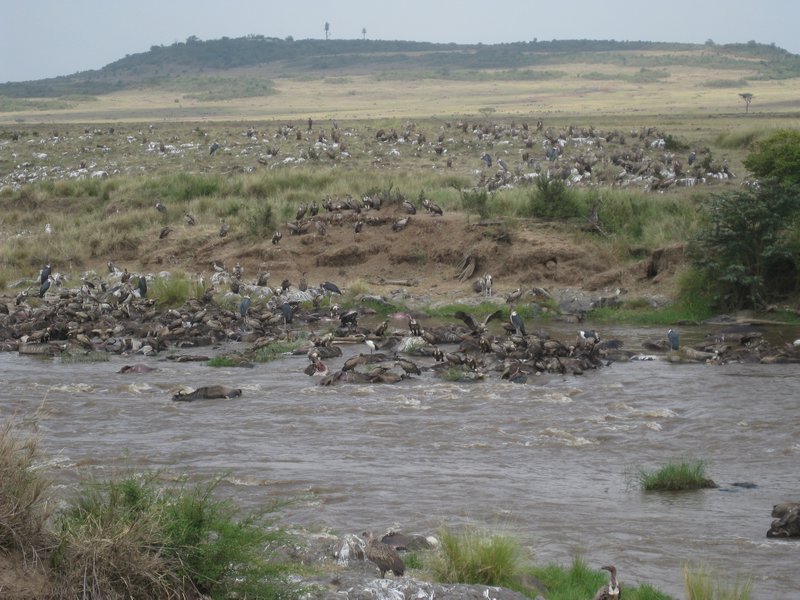 Masai Mara 152
