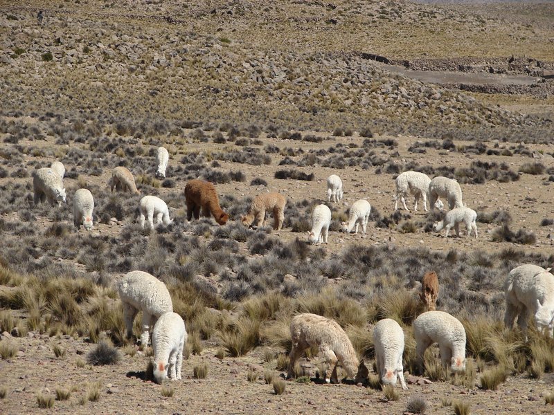 Oh, more llamas, alpacas, etc.
