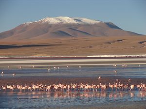 Frozen flamingos