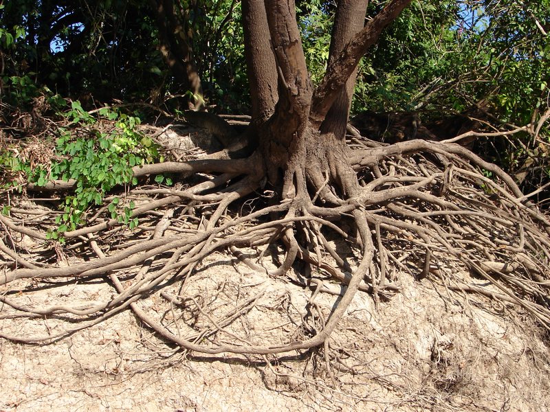 Roots in search of water