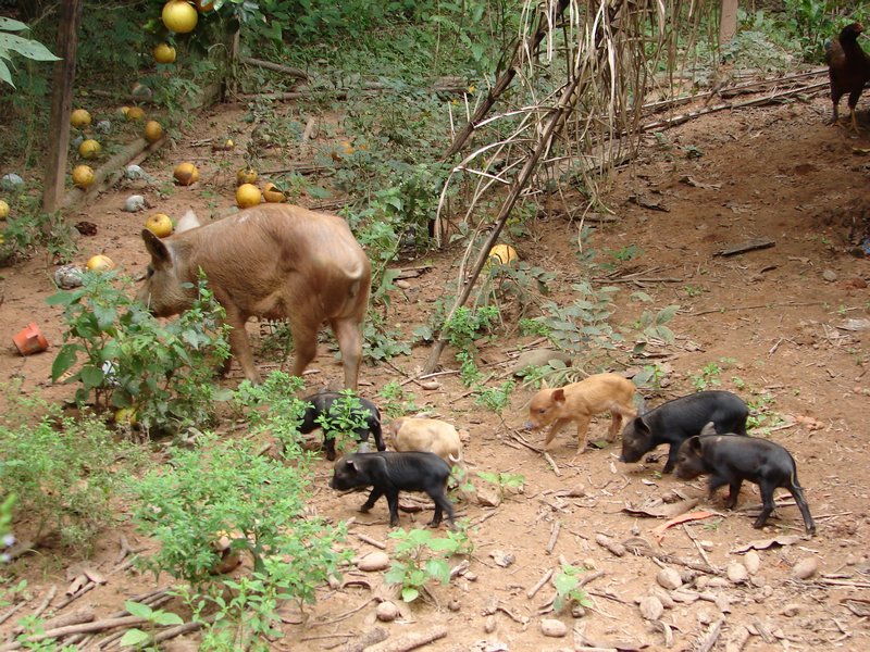 Mamma Pig and babies