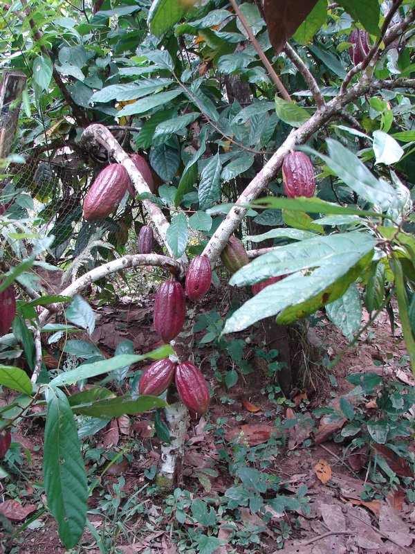 Cocoa growing
