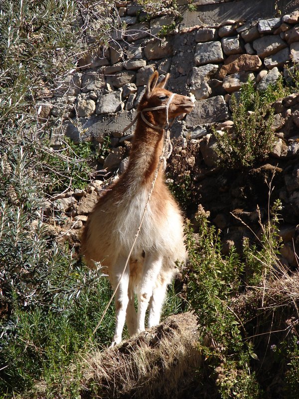 Llama greeting