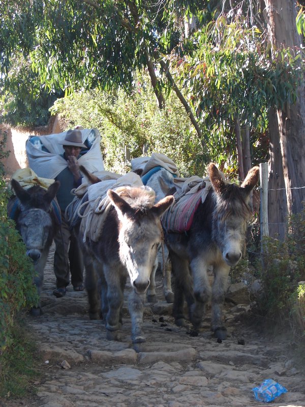 Make way for donkeys