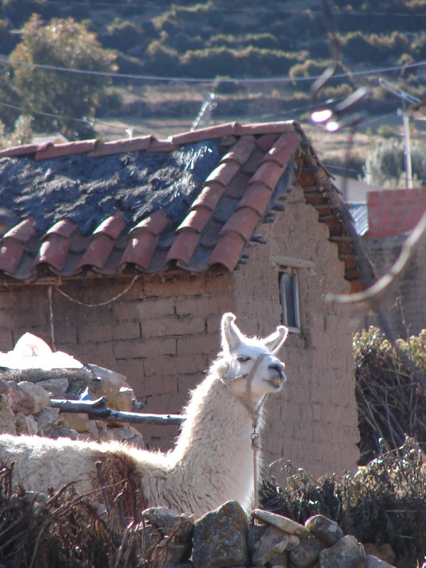 And more llamas
