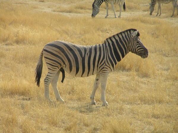 male zebra :-)