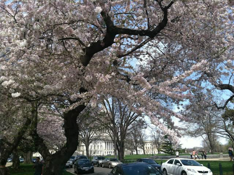 Capitol hidden behind blossoms