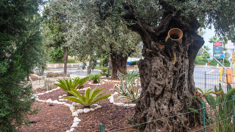 Love these old olive  trees. it actually  had olives  on it
