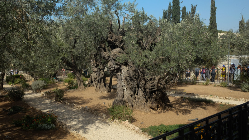 Garden  of Gethsemane 