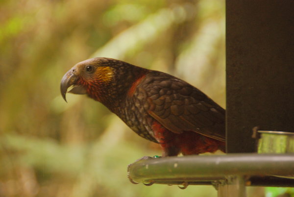 Kaka Bird