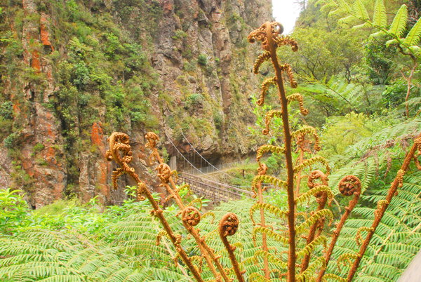 Ferns opening up