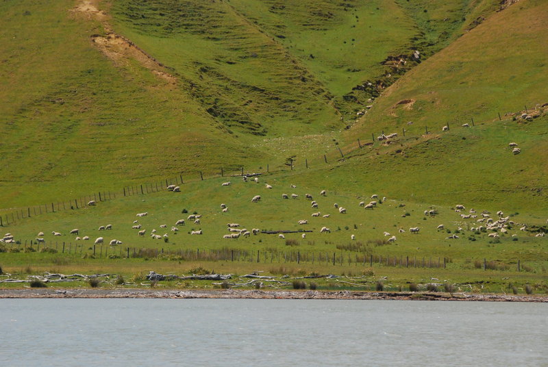 Sheep in a paddock